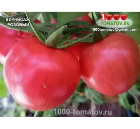 Томат ВЕРНИСАЖ РОЗОВЫЙ
