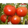 Томат ВЕРНОЕ СЕРДЦЕ