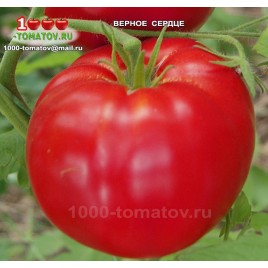 Томат ВЕРНОЕ СЕРДЦЕ