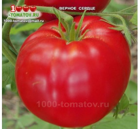 Томат ВЕРНОЕ СЕРДЦЕ