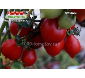 Томат ВЕЗУВИЙ