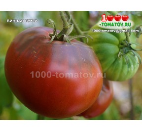 Томат ВИННАЯ БУХТА