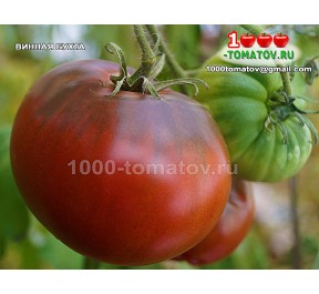 Томат ВИННАЯ БУХТА Томат ВИННАЯ БУХТА