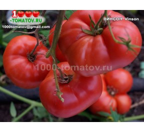 Томат ВИНСОН  Vinson