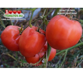 Томат ВЛАСТЕЛИН МИНУСИНСКИЙ