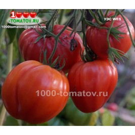 Томат УЭС WES