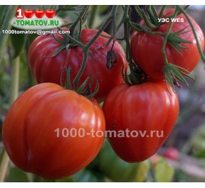 Томат УЭС WES