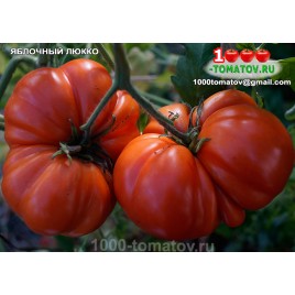 Томат ЯБЛОЧНЫЙ ЛЮККО