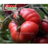 Томат ЯБЛОЧНЫЙ МАЛИНОВЫЙ (МИНУСИНСКИЙ)