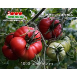 Томат ЯБЛОЧНЫЙ МАЛИНОВЫЙ (МИНУСИНСКИЙ)