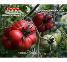 Томат ЯБЛОЧНЫЙ МАЛИНОВЫЙ (МИНУСИНСКИЙ)