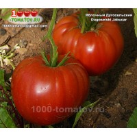 Томат ЯБЛОЧНЫЙ ДУГОСЕЛЬСКИЙ