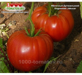 Томат ЯБЛОЧНЫЙ ДУГОСЕЛЬСКИЙ