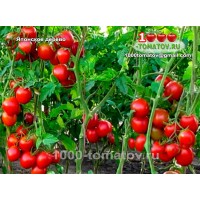 Томат ЯПОНСКОЕ ДЕРЕВО
