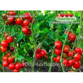 Томат ЯПОНСКОЕ ДЕРЕВО