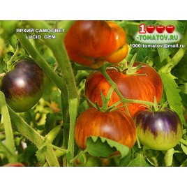 Томат ЯРКИЙ САМОЦВЕТ Lucid Gem 