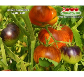 Томат ЯРКИЙ САМОЦВЕТ Lucid Gem Томат ЯРКИЙ САМОЦВЕТ Lucid Gem