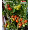 Томат ЮБИЛЕЙНЫЙ ТАРАСЕНКО