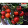 Томат ЮБИЛЕЙНЫЙ ТАРАСЕНКО