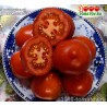 Томат ЮБИЛЕЙНЫЙ ТАРАСЕНКО
