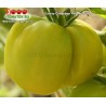 Томат ЕЛЛОУ СТАФФЕР YELLOW STUFFER
