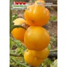 Томат ЕЛЛОУ СТАФФЕР YELLOW STUFFER