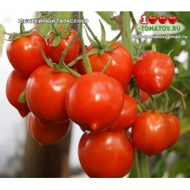 Томат ЮБИЛЕЙНЫЙ ТАРАСЕНКО