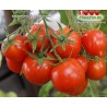 Томат ЮБИЛЕЙНЫЙ ТАРАСЕНКО