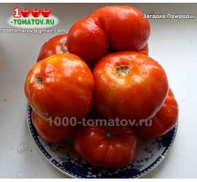 Томат ЗАГАДКА ПРИРОДЫ