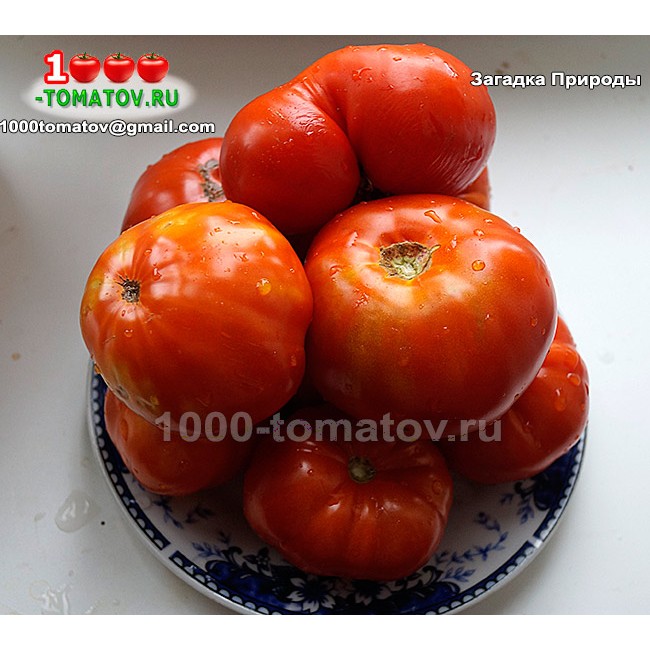 Томат ЗАГАДКА ПРИРОДЫ Томат ЗАГАДКА ПРИРОДЫ