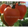 Томат ЗАИЛИЙСКИЙ АЛАТАУ ЖЁЛТЫЙ  
