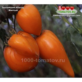 Томат ЗАИЛИЙСКИЙ АЛАТАУ ЖЁЛТЫЙ  