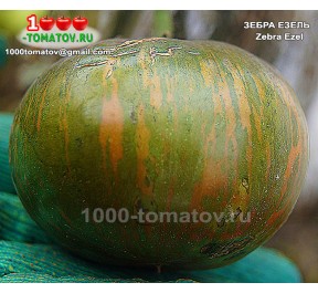 Томат ЗЕБРА ЕЗЕЛЬ