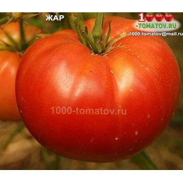 Томат ЖАР
