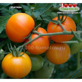 Томат ЗЛАТАВА Zlatava