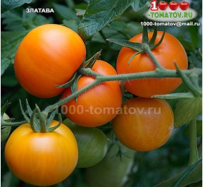 Томат ЗЛАТАВА Zlatava