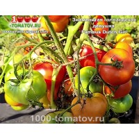 Томат ЗНАМЕНИТАЯ ГОЛЛАНДСКАЯ ДЕВУШКА