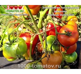 Томат ЗНАМЕНИТАЯ ГОЛЛАНДСКАЯ ДЕВУШКА