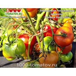 Томат ЗНАМЕНИТАЯ ГОЛЛАНДСКАЯ ДЕВУШКА