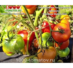 Томат ЗНАМЕНИТАЯ ГОЛЛАНДСКАЯ ДЕВУШКА