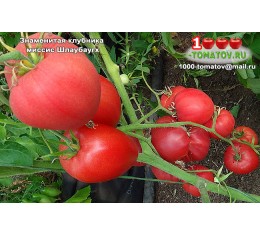 Томат Знаменитая клубника миссис Шлаубаугх 