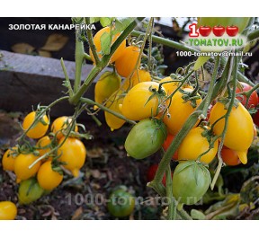 Томат ЗОЛОТАЯ КАНАРЕЙКА