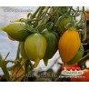 Томат ЗОЛОТАЯ КАНАРЕЙКА Томат ЗОЛОТАЯ КАНАРЕЙКА