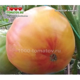 Томат ЗОЛОТОЙ АНАНАС