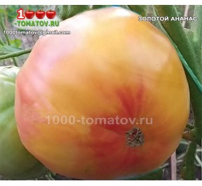 Томат ЗОЛОТОЙ АНАНАС