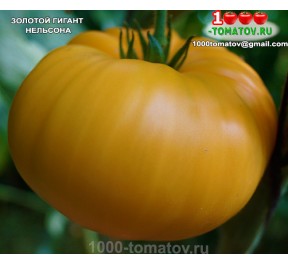 Томат ЗОЛОТОЙ ГИГАНТ НЕЛЬСОНА  Nelson's Golden Giant