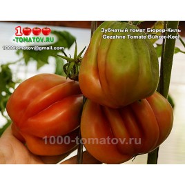 Томат Зубчатый томат Бюрер-Киль Gezahne Tomate Buhrer-Keel