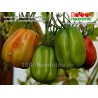 Томат Зубчатый томат Бюрер-Киль Gezahne Tomate Buhrer-Keel