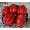 Томат Зубчатый томат Бюрер-Киль Gezahne Tomate Buhrer-Keel
